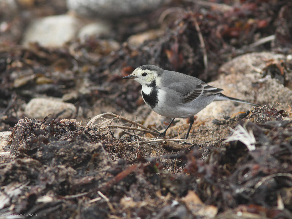 White Wagtail (yarrellii), identification