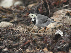 White Wagtail (yarrellii)