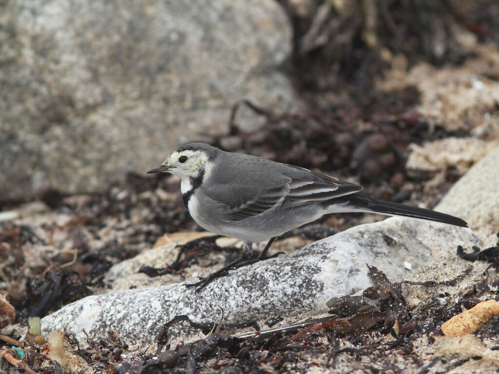 White Wagtail (yarrellii), identification