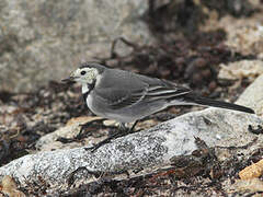 White Wagtail (yarrellii)