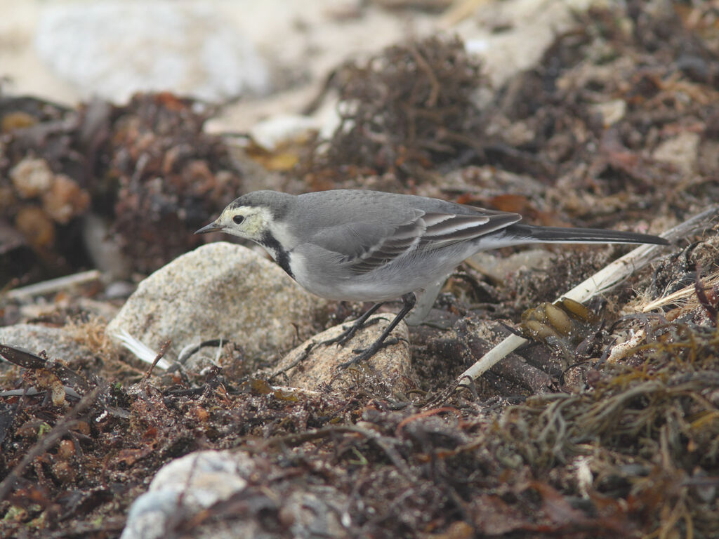 White Wagtail (yarrellii), identification