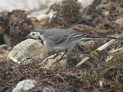 White Wagtail (yarrellii)