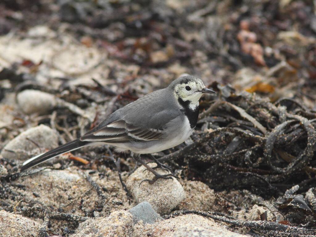 White Wagtail (yarrellii), identification