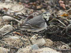 White Wagtail (yarrellii)