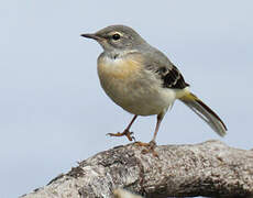 Grey Wagtail