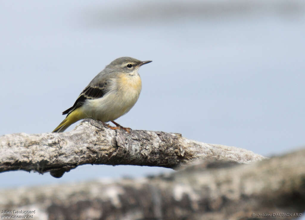 Bergeronnette des ruisseaux1ère année, identification