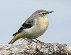 Grey Wagtail