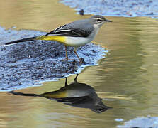 Grey Wagtail