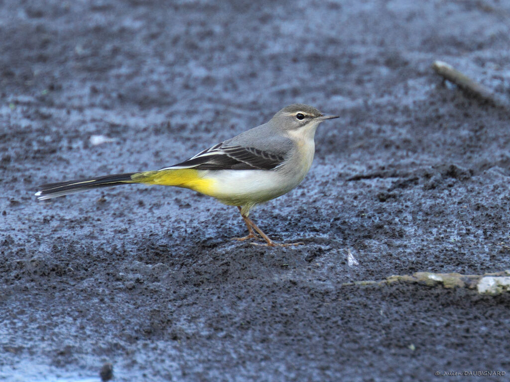 Grey Wagtail, identification