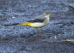 Grey Wagtail