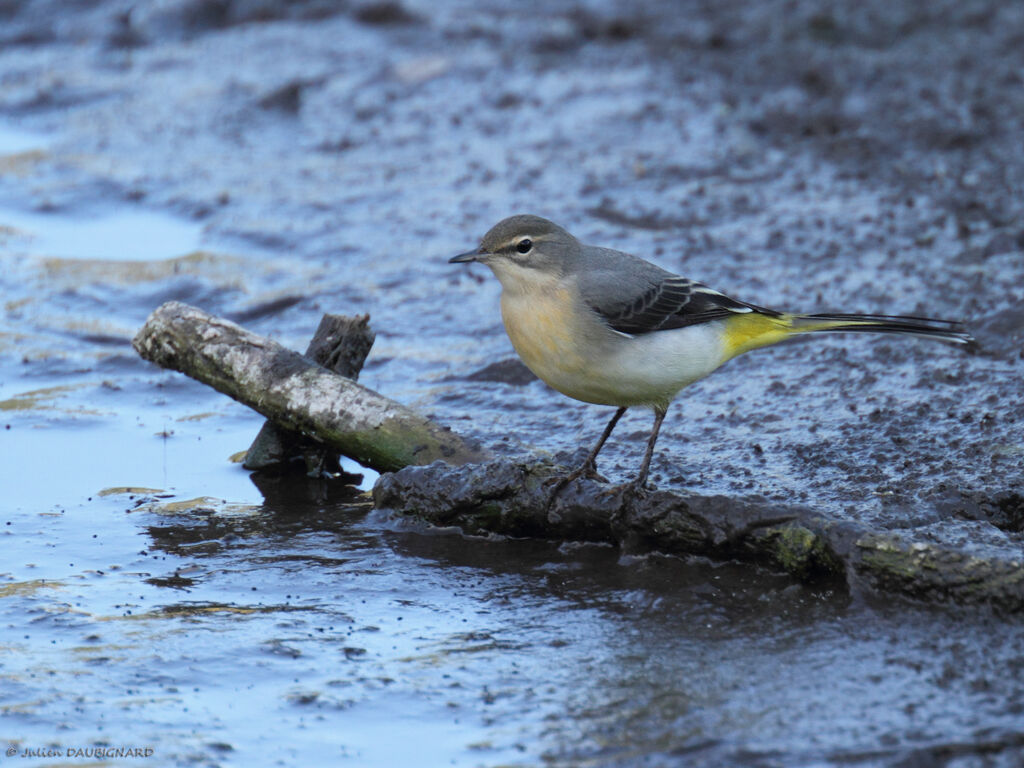 Grey Wagtail, identification