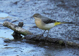 Grey Wagtail