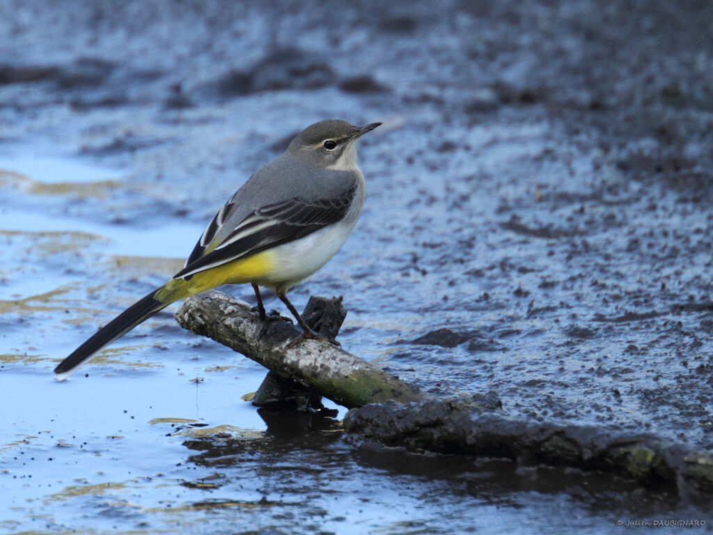 Grey Wagtail, identification