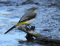 Grey Wagtail