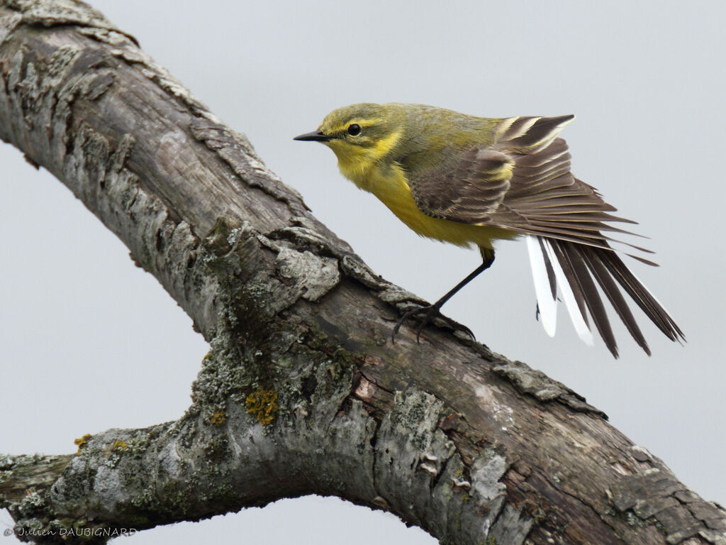 Western Yellow Wagtail (flavissima), identification