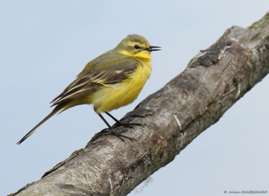 Western Yellow Wagtail (flavissima), identification