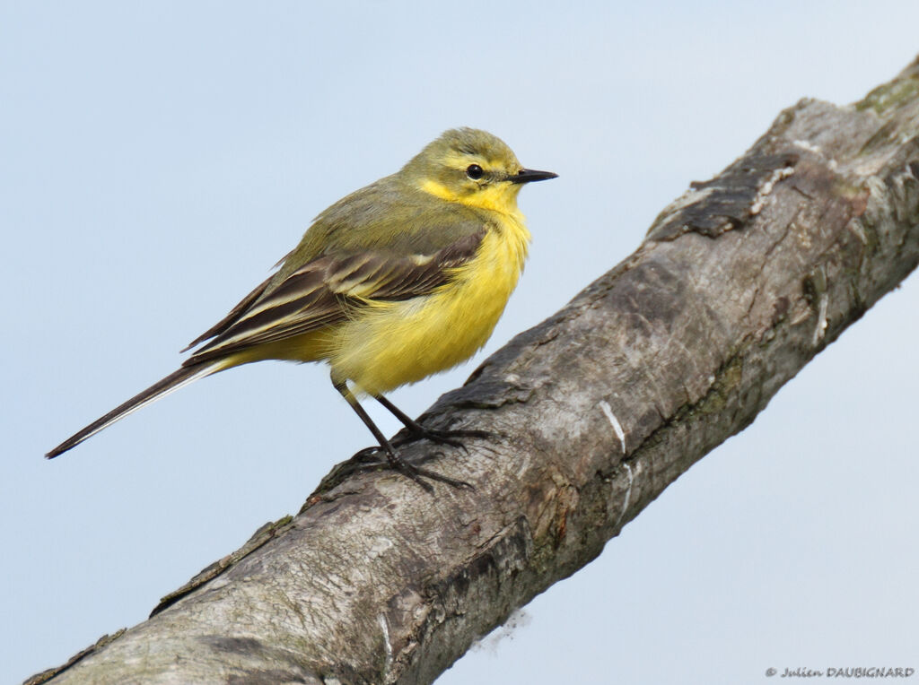 Western Yellow Wagtail (flavissima), identification