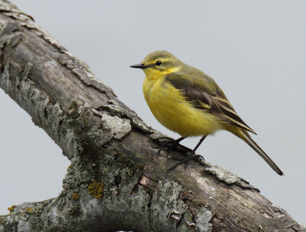 Western Yellow Wagtail (flavissima), identification