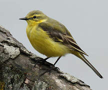 Western Yellow Wagtail (flavissima)