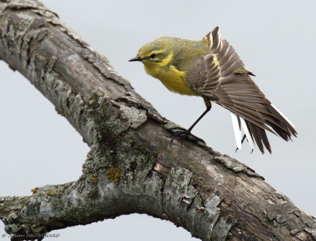 Western Yellow Wagtail (flavissima), identification