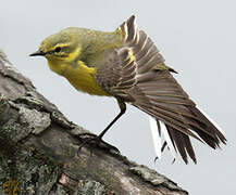 Western Yellow Wagtail (flavissima)