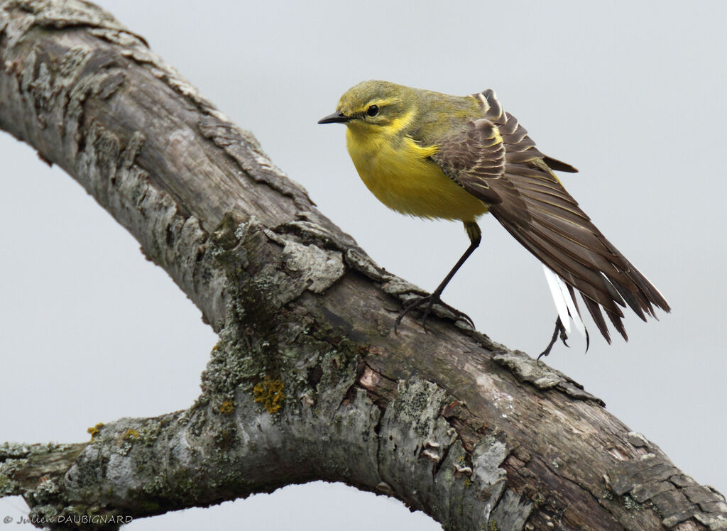 Western Yellow Wagtail (flavissima), identification