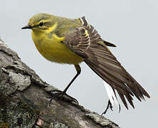 Western Yellow Wagtail (flavissima)