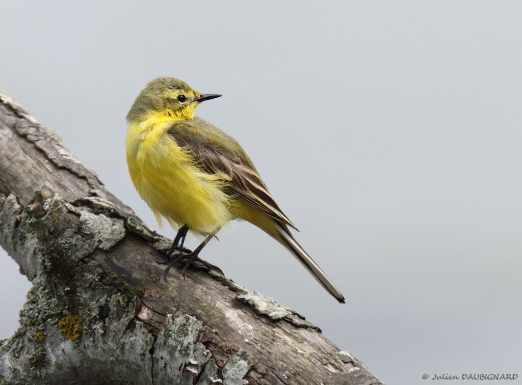 Western Yellow Wagtail (flavissima), identification