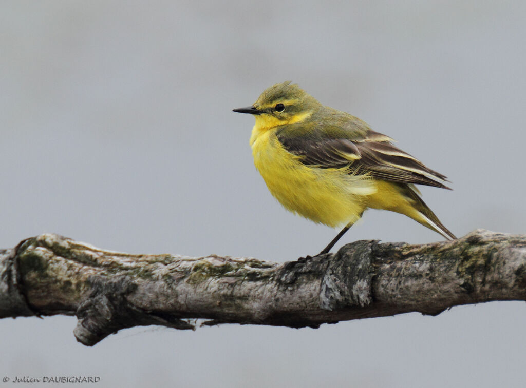 Western Yellow Wagtail (flavissima), identification