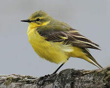 Western Yellow Wagtail (flavissima)