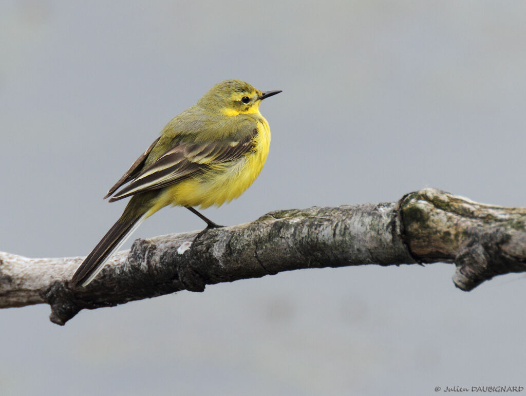 Western Yellow Wagtail (flavissima), identification