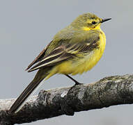 Western Yellow Wagtail (flavissima)