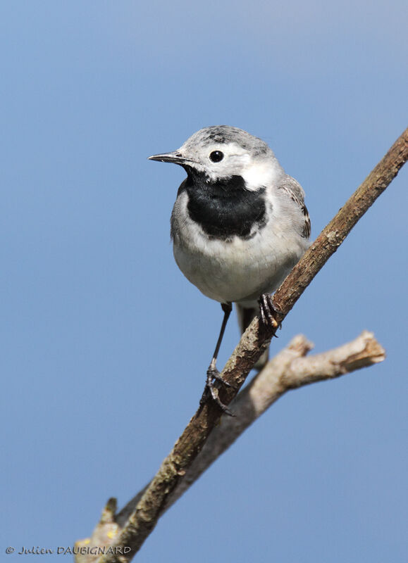 White Wagtail, identification