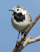 White Wagtail