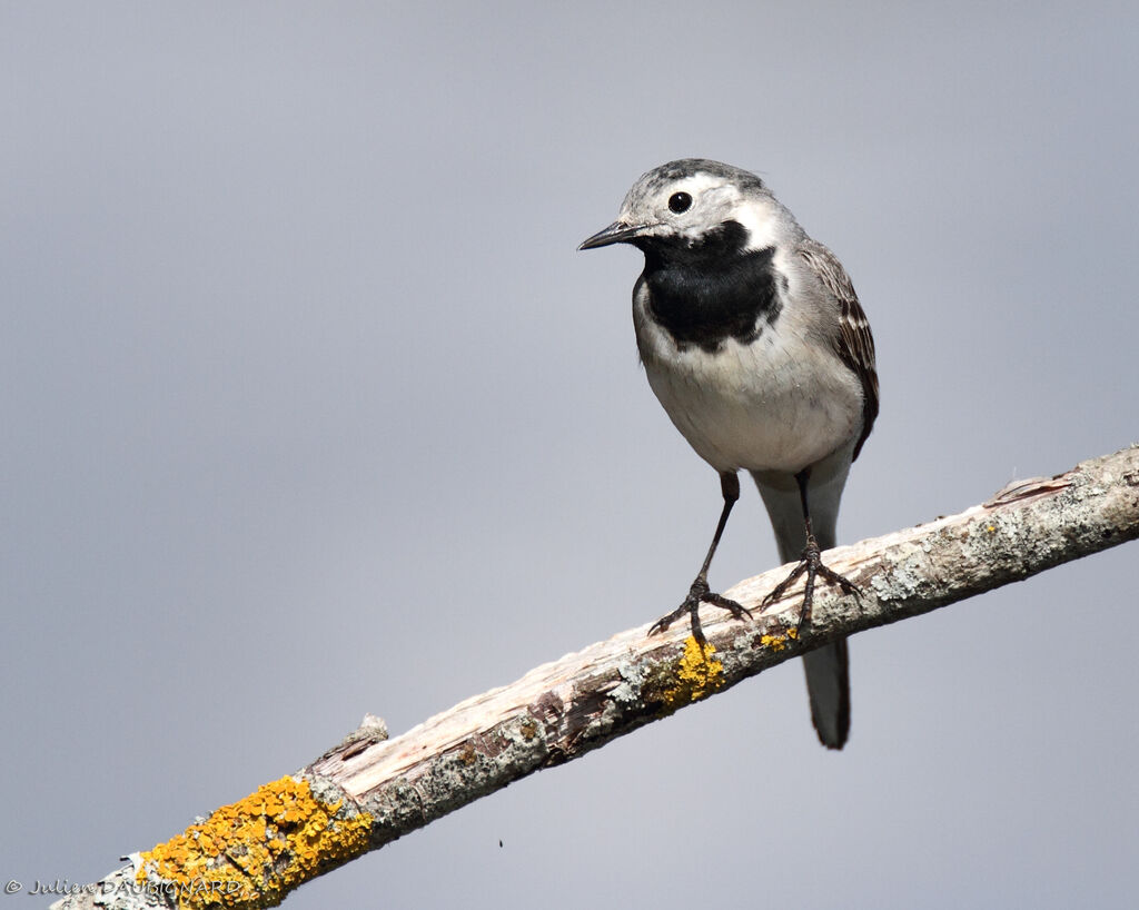 White Wagtail, identification