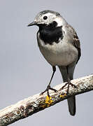 White Wagtail