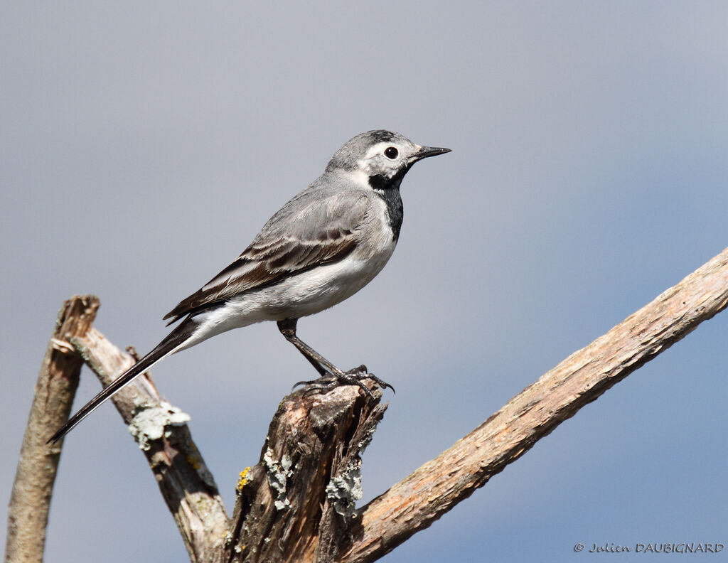 White Wagtail, identification