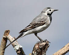 White Wagtail