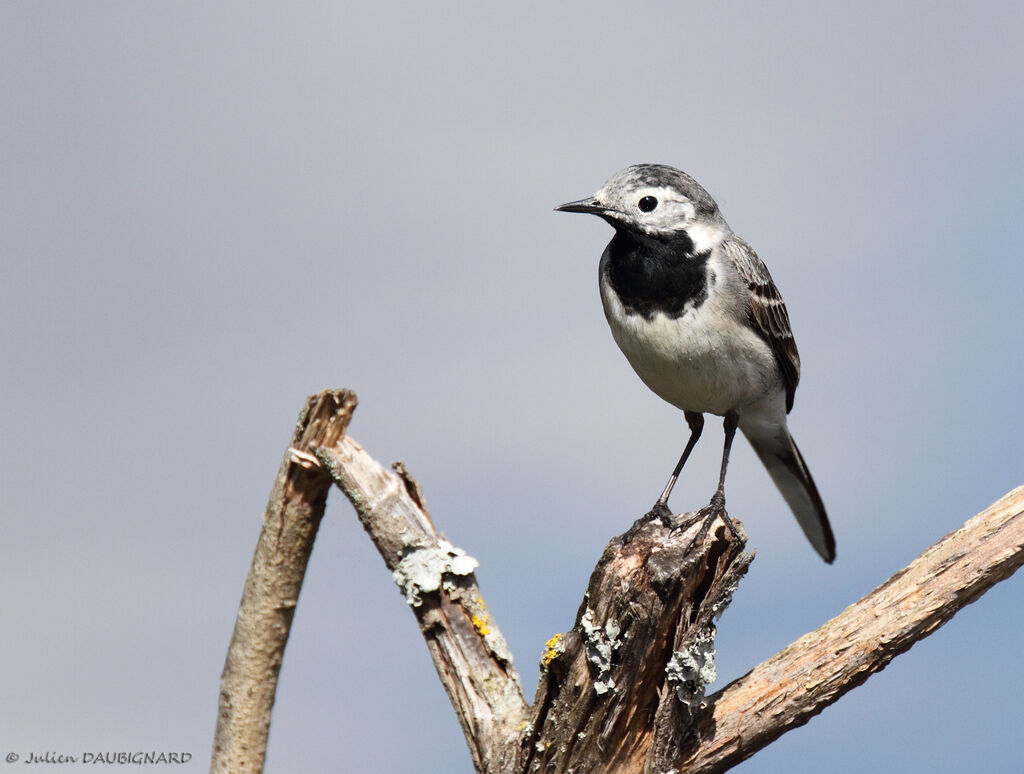 White Wagtail, identification