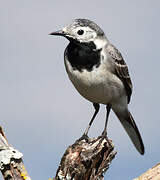 White Wagtail