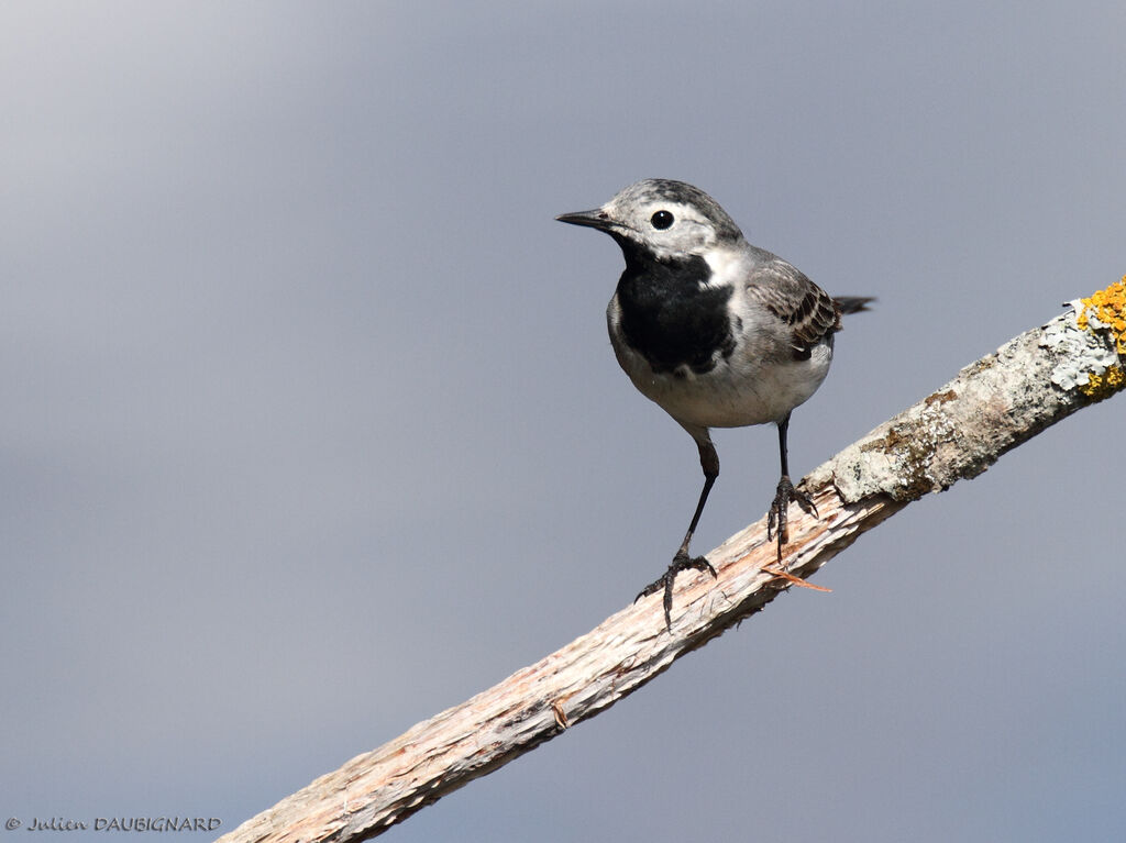 White Wagtail, identification