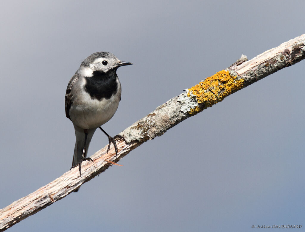 White Wagtail, identification