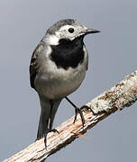 White Wagtail