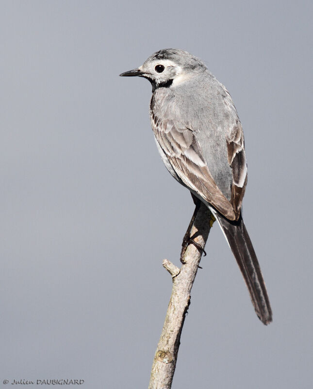 White Wagtail, identification