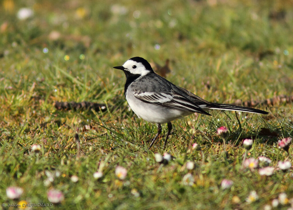 White Wagtail, identification