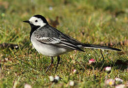 White Wagtail