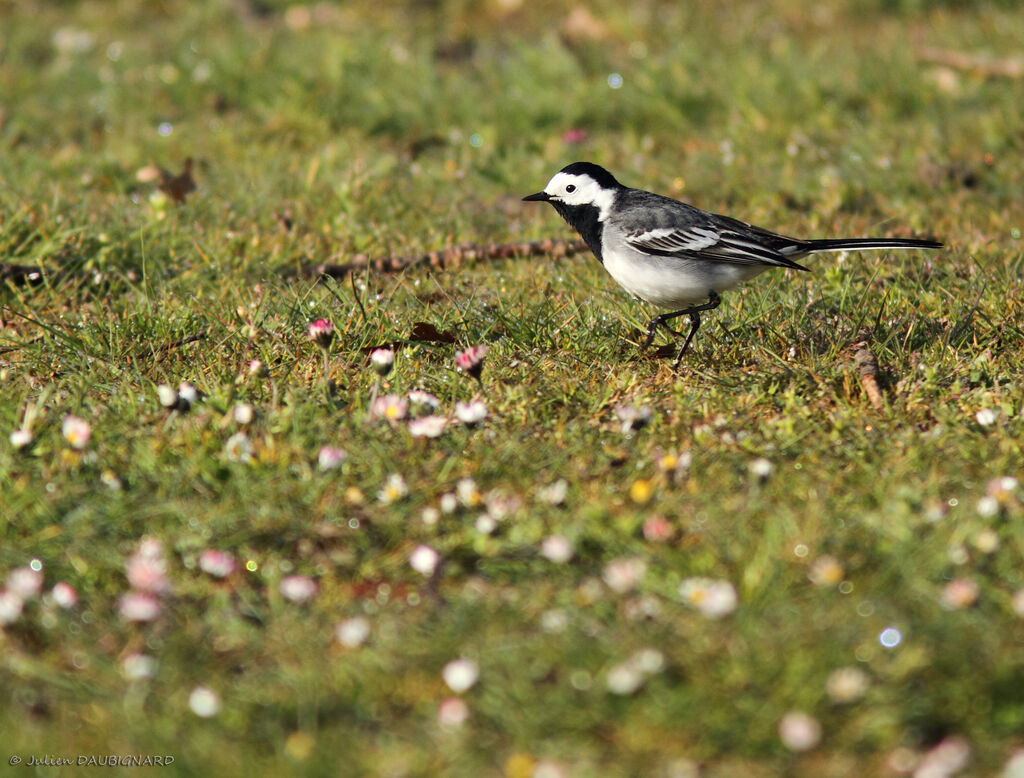 White Wagtail, identification