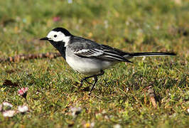 White Wagtail