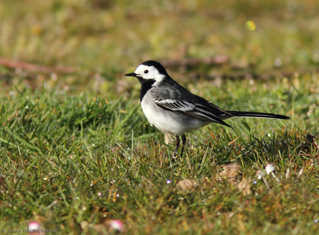 White Wagtail, identification