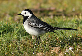 White Wagtail